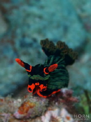 Nembrotha Kurbayana by Kf Leong 